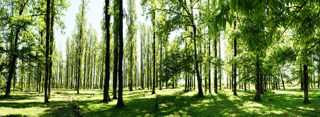 Glade in the forest on a bright sunny day