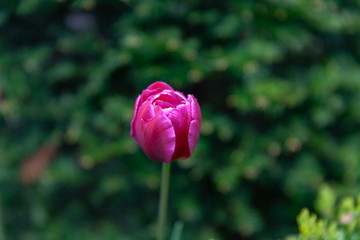 A Single Pink Tulip in the grounds of Belfast City hall