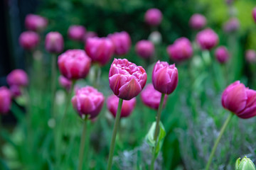 Several Pink Tulips in the grounds of Belfast City hall