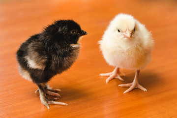White and black small chickens on a wooden surface