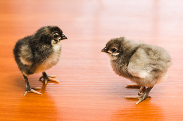 Two gray little chickens on a wooden surface