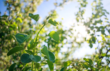 Growing young green branch of a tree on background of leaves