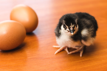 Small black and white chicken and two chicken eggs on a wooden surface