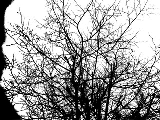 Silhouette of trees against the sky