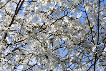 White Magnolias blossom