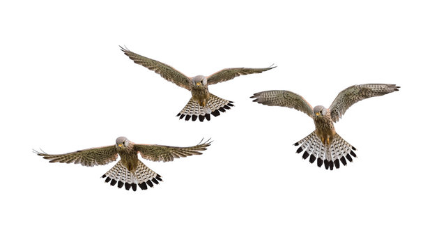 Falke im Flug, freigestellt