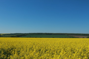 Obraz premium farmers agricultural fields planted with yellow canola rapeseed