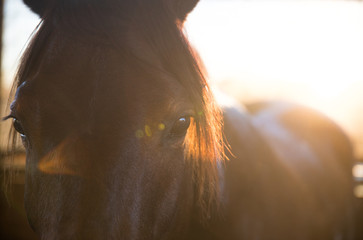 Horse at Sunset