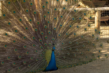Peacock,Pavo cristatus