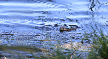 Ondatra sharply turned and swam to shore ....