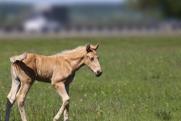 A small foal on a pasture, on a green field ...