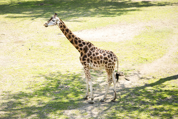 The giraffe (Giraffa) is a genus of African even-toed ungulate mammals, the tallest living terrestrial animals and the largest ruminants. 