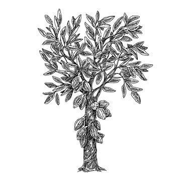 Cocoa tree. Sketch. Engraving style. Vector illustration.
