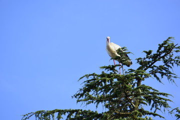 aves posadas