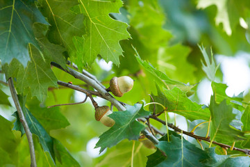 Spring Acorn And Ladybug On An Oak Tree