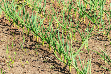 Young green garlic on beds