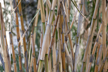 Stems of reeds. Background of reeds. Background of bamboo.