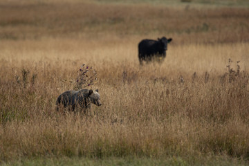 Grizzly Bear and Cow in Montana