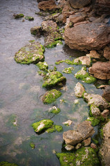 Rocky beach covered algae in dark colors