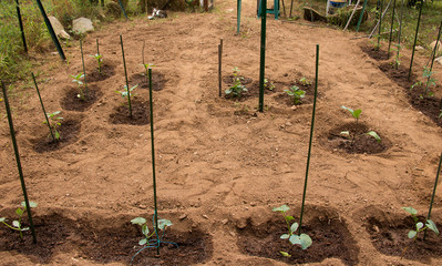 Pflanzzeit  für Salat und Gemüse