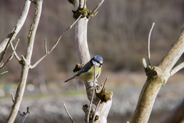 pajaro en rama