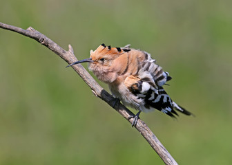 Hoopoe sits on a branch and shakes his feathers after cleaning. Close-up of a funny photo on a...