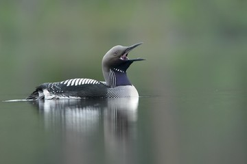 The black-throated loon (Gavia arctica), also known as the Arctic loon and the black-throated diver, is a migratory aquatic bird found in the northern hemisphere