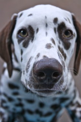 Dalmata