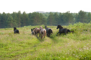 Naklejka na ściany i meble Beautiful horses on a meadow in the forest