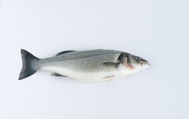 Sea bass on white background.