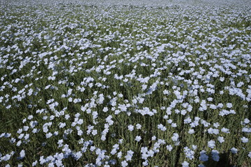 flowery field of linen