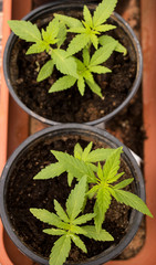 kleine Hanf- bzw. Cannabispflänzchen, Rausch- sowie Arzneipflanze