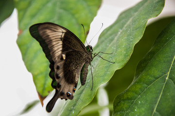 Dunkler Schmetterling sitzt auf einem grünen Blatt
