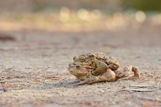 Bufo bufo the common toad, European toad, or in Anglophone parts of Europe, simply the toad is an amphibian found throughout most of Europe, collision, car, dangerous. In the garden frog.