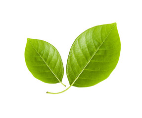 Two leaf 1