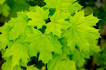Fototapeta na wymiar Branch of maple with fresh bright green leaves close-up_
