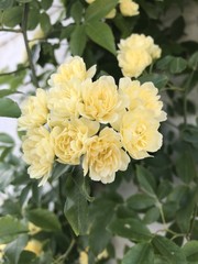 Floribunda flowers yellow