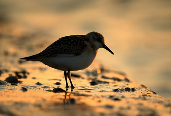 The sanderling (Calidris alba) is a small wading bird. It is a circumpolar Arctic breeder, and is a long-distance migrant, wintering south. Bird and waterfall. Drop od water