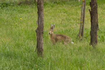 Lepre selvatica 2