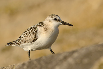 The dunlin (Calidris alpina) is a small wader, sometimes separated with the other 