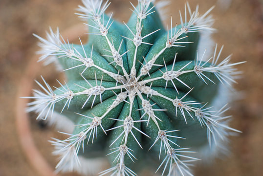 Fototapeta cactus with big needles close-up, texture