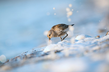 The dunlin (Calidris alpina) is a small wader, sometimes separated with the other 