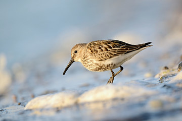 The dunlin (Calidris alpina) is a small wader, sometimes separated with the other 