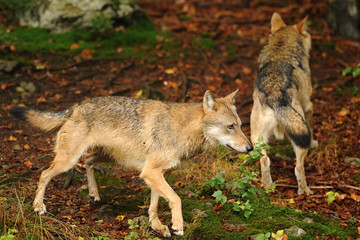 Naklejka na ściany i meble The gray wolf or grey wolf (Canis lupus). Widllife in the north. House of Stark. 