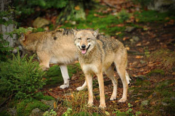 Naklejka na ściany i meble The gray wolf or grey wolf (Canis lupus). Widllife in the north. 
