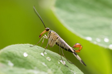 Männliche Skorpionsfliege auf einem Blatt vor unscharfem Hintergrund