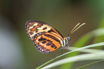 Fototapeta na wymiar Schmetterling vor unscharfem Hintergrund