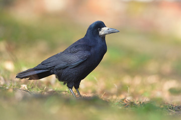 The rook Corvus frugilegus is a member of the Corvidae in the passerine order of birds. Bird on the field.