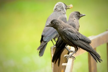 The western jackdaw (Coloeus monedula), also known as the Eurasian jackdaw, European jackdaw, or simply jackdaw, is a passerine bird in the crow family. Found across Europe.