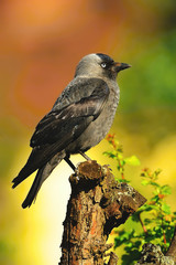 The western jackdaw (Coloeus monedula), also known as the Eurasian jackdaw, European jackdaw, or simply jackdaw, is a passerine bird in the crow family. Found across Europe.